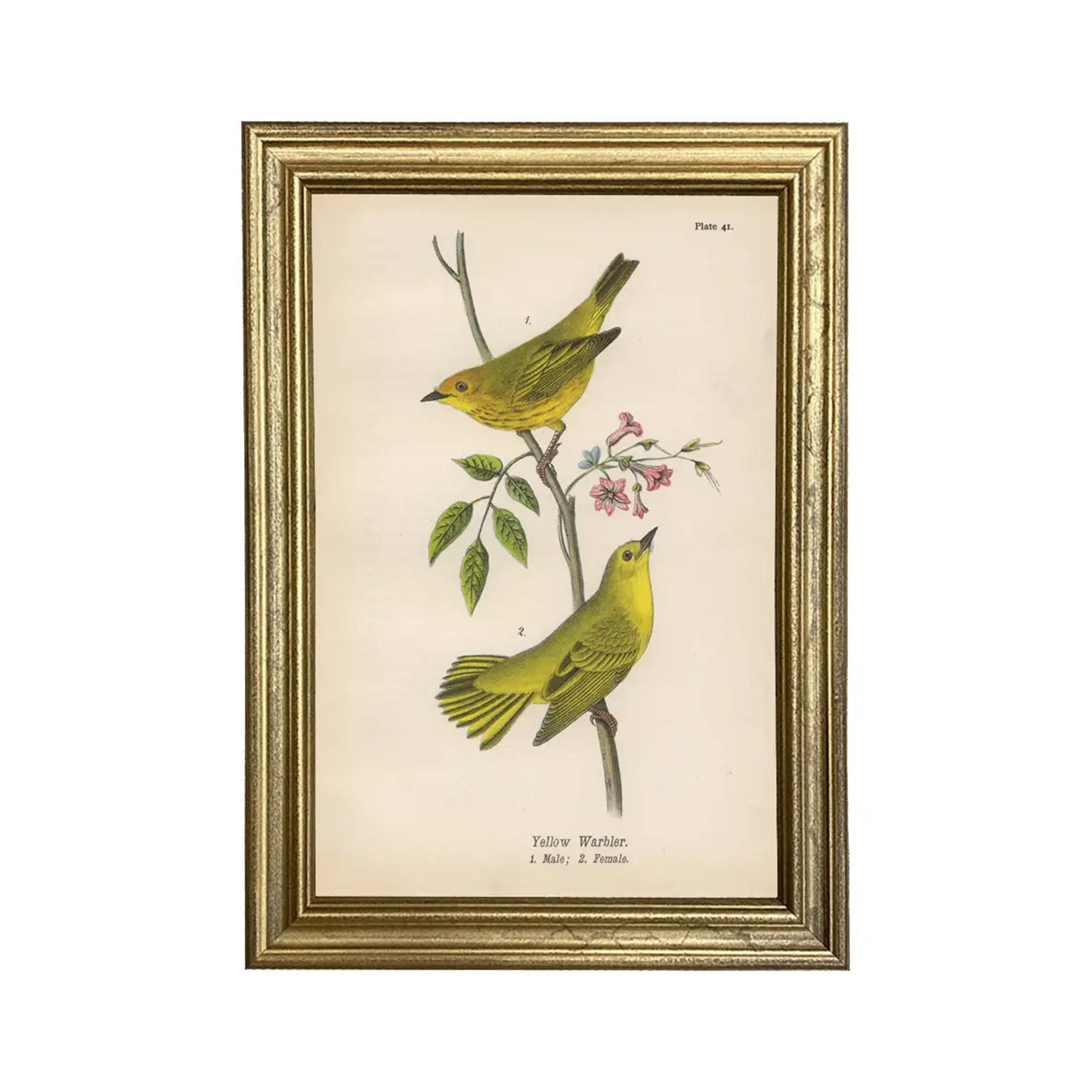 Yellow Warbler Illustration Print Artwork